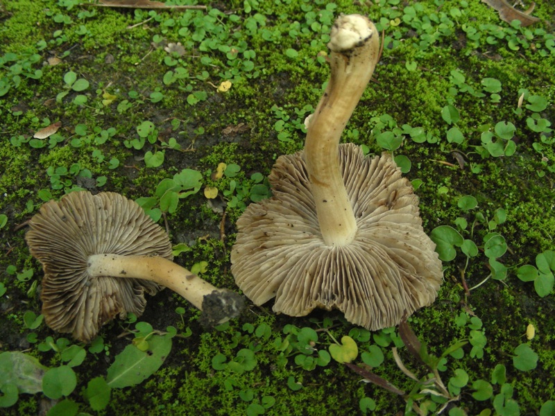 Giro nelle aiuole di medicina